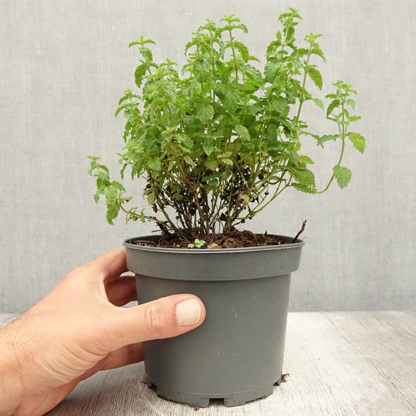 Spécimen de Menthe Fraise - Mentha spicata Strawberry  Pot de 1,5L/2L tel que livré en été