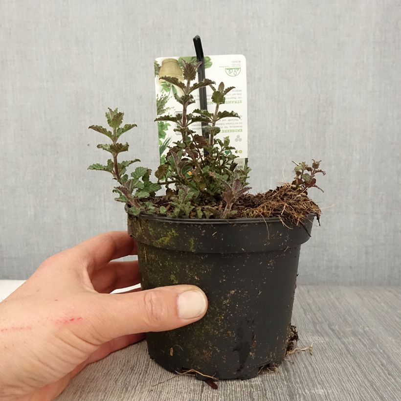 Spécimen de Menthe Fraise - Mentha spicata Strawberry pot de 1.5L/2L tel que livré au printemps