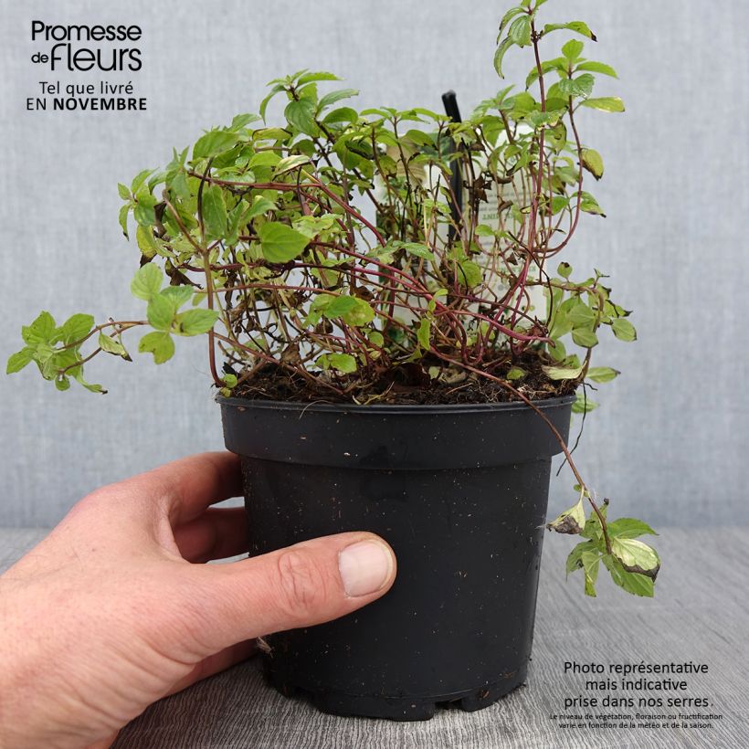 Spécimen de Menthe Gingembre - Mentha piperita Ginger Pot de 1,5L/2L tel que livré en automne