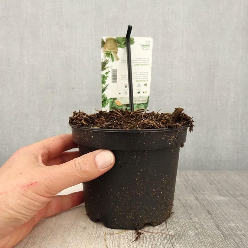 Spécimen de Menthe Gingembre - Mentha piperita Ginger pot de 1.5L/2L tel que livré au printemps