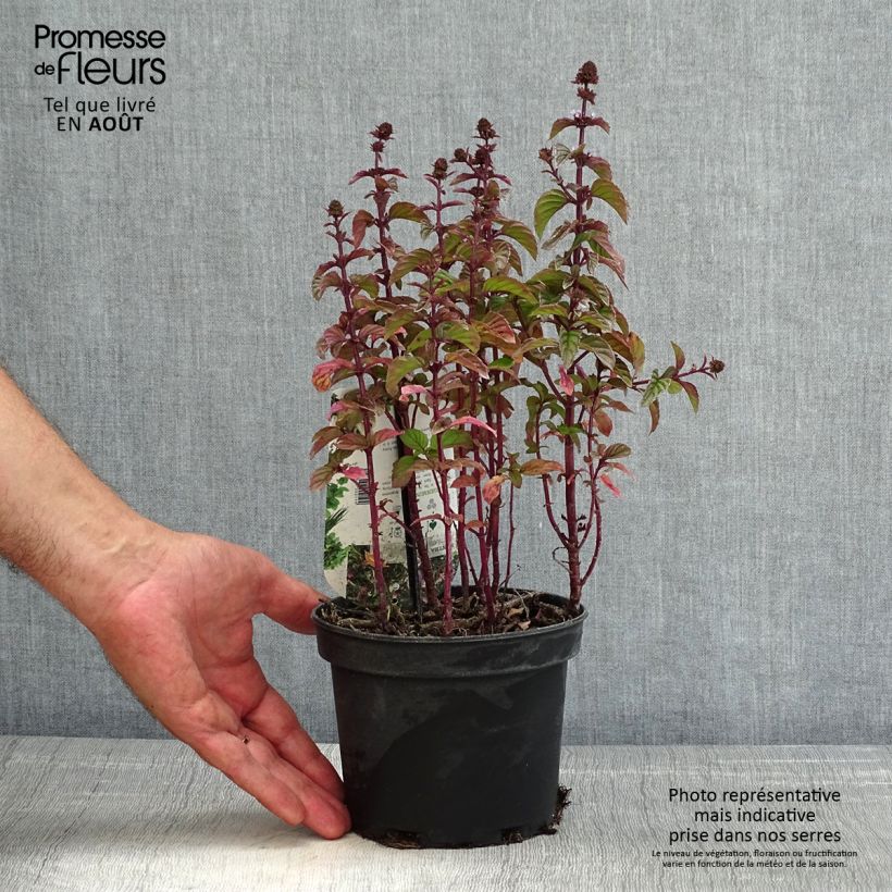 Spécimen de Menthe Goût d'Orange - Mentha citrata Goût d'Orange  Pot de 1,5L/2L tel que livré en été