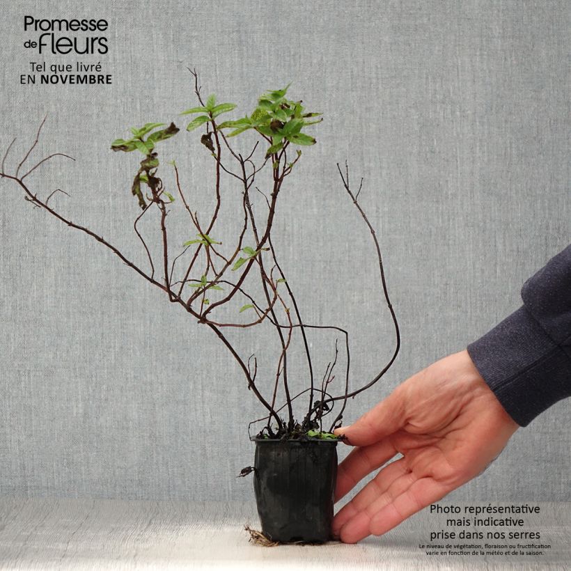 Spécimen de Menthe - Mentha spicata Wintergreen BIO Godet de 8/9 cm tel que livré en automne