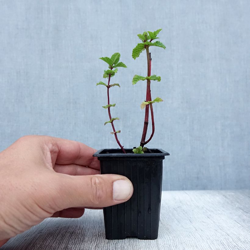 Spécimen de Menthe - Mentha spicata Wintergreen BIO Godet de 8/9 cm tel que livré en été
