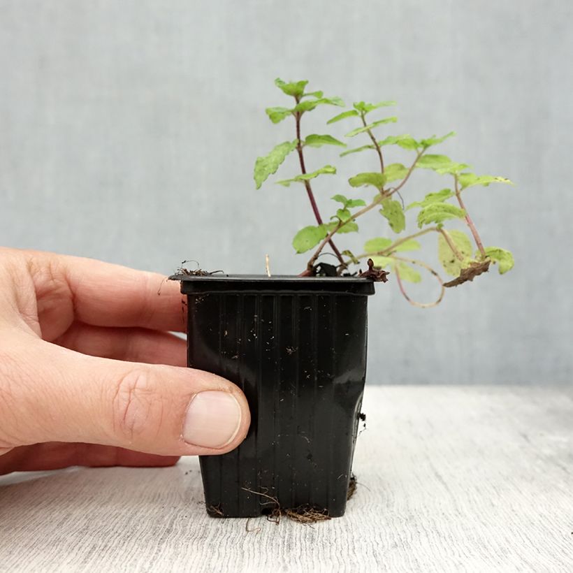 Spécimen de Menthe Mojito BIO - Mentha hemingwayensis Godet de 7/8 cm tel que livré en automne