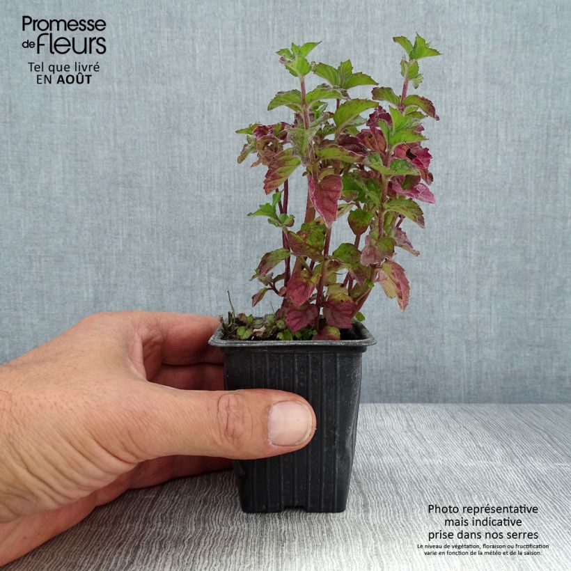 Spécimen de Menthe Pamplemousse BIO - Mentha citrata Grapefruit  Godet de 7/8 cm tel que livré en été