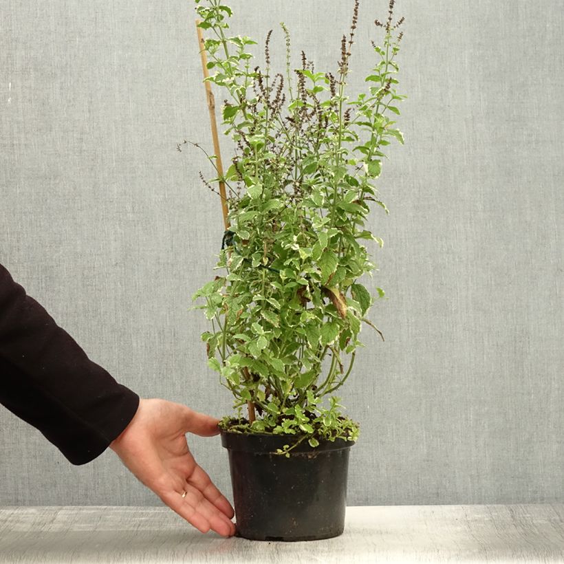 Spécimen de Menthe panachée - Mentha suaveolens Variegata Pot de 2L/3L tel que livré en automne