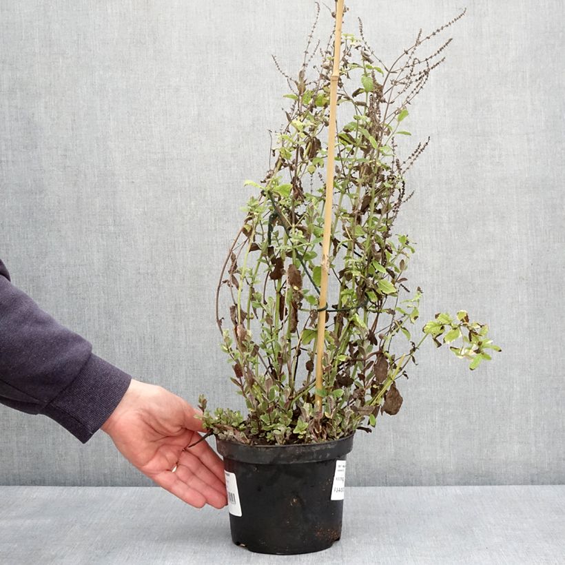 Spécimen de Menthe panachée - Mentha suaveolens Variegata - Pot de 2L/3L tel que livré au printemps