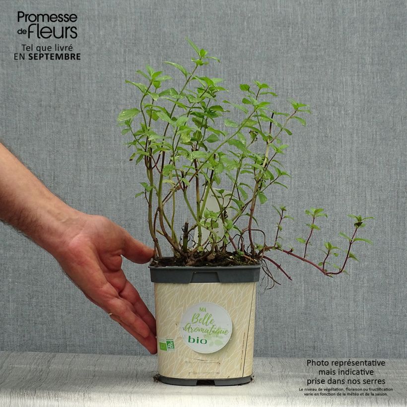Spécimen de Menthe poivrée - Mentha piperata en plant BIO Godet de 7/8 cm tel que livré en automne