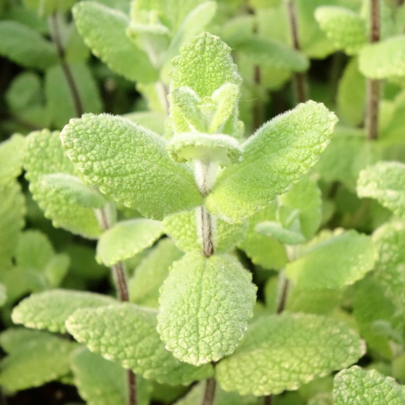 Menthe pomme (Feuillage)