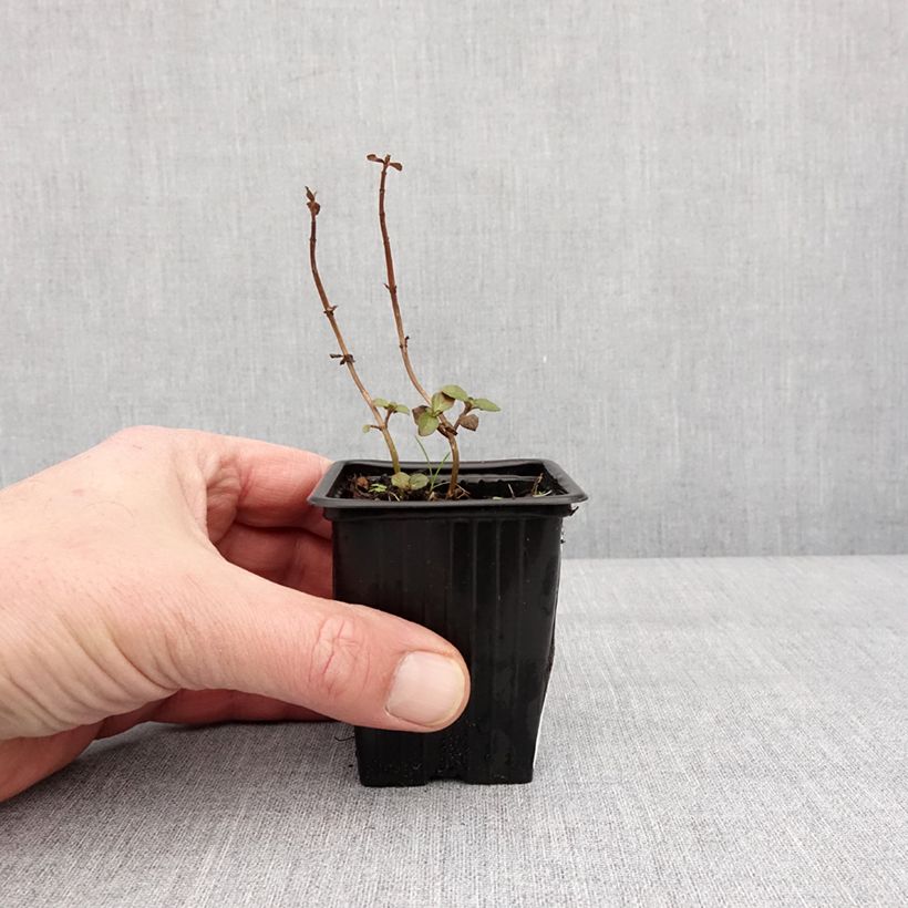 Spécimen de Menthe Romana Rossa BIO - Mentha piperita Godet de 8/9 cm tel que livré en hiver
