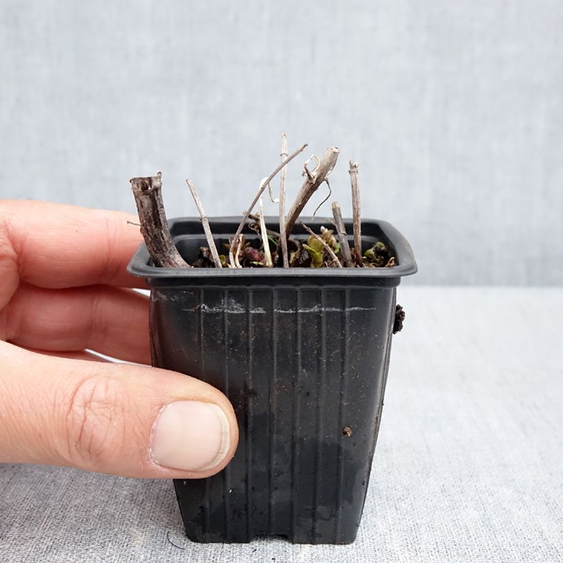 Spécimen de Menthe Romana Rossa BIO - Mentha piperita Godet de 8 cm tel que livré au printemps