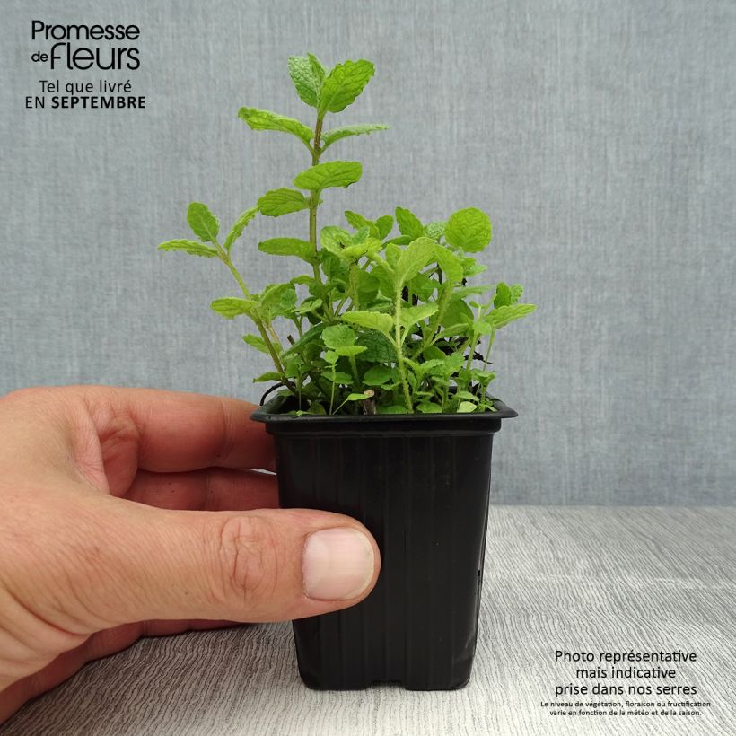 Spécimen de Menthe suave BIO - Mentha suaveolens Godet de 8/9 cm tel que livré en été
