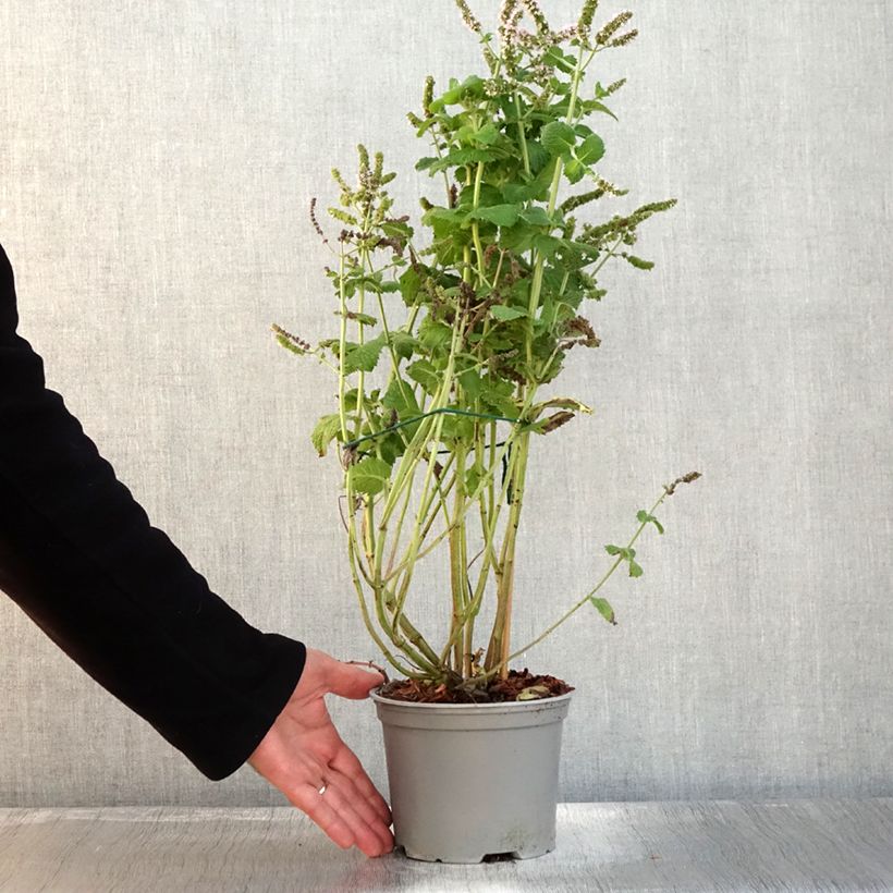 Spécimen de Menthe suave BIO - Mentha suaveolens Pot de 2L/3L tel que livré en automne