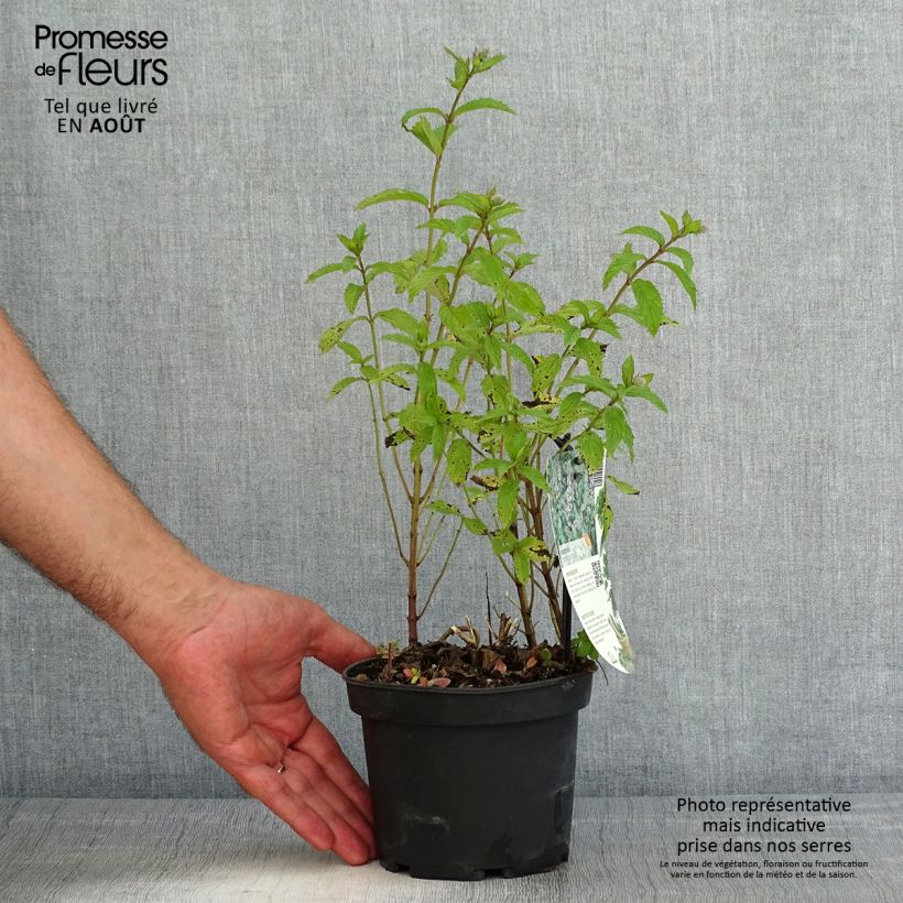 Spécimen de Menthe suisse - Mentha x piperita Swiss Pot de 1,5L/2L tel que livré en été