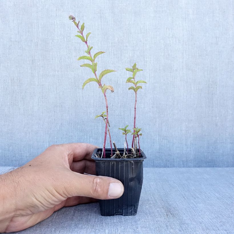 Spécimen de Menthe suriso BIO Godet de 8/9 cm tel que livré en été