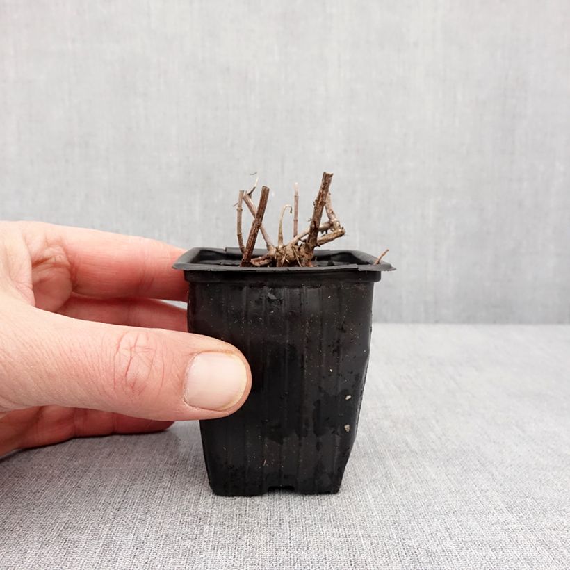Spécimen de Menthe suriso BIO Godet de 8 cm tel que livré en hiver