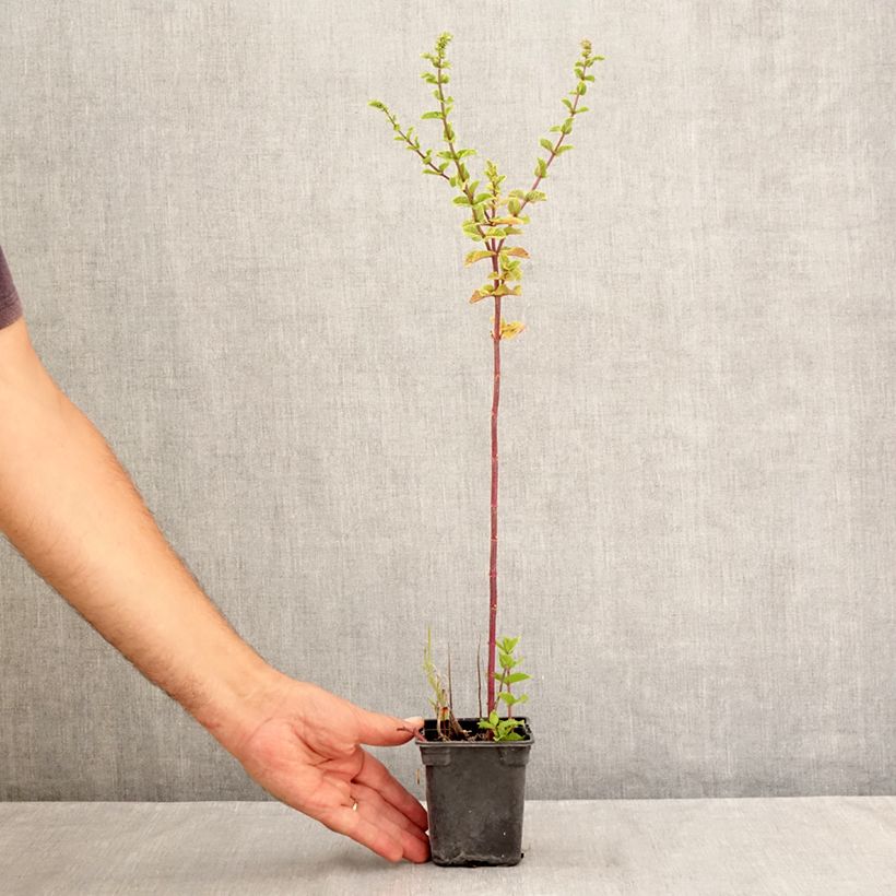 Spécimen de Menthe Tashkent - Mentha spicata BIO Godet de 8/9 cm tel que livré en été