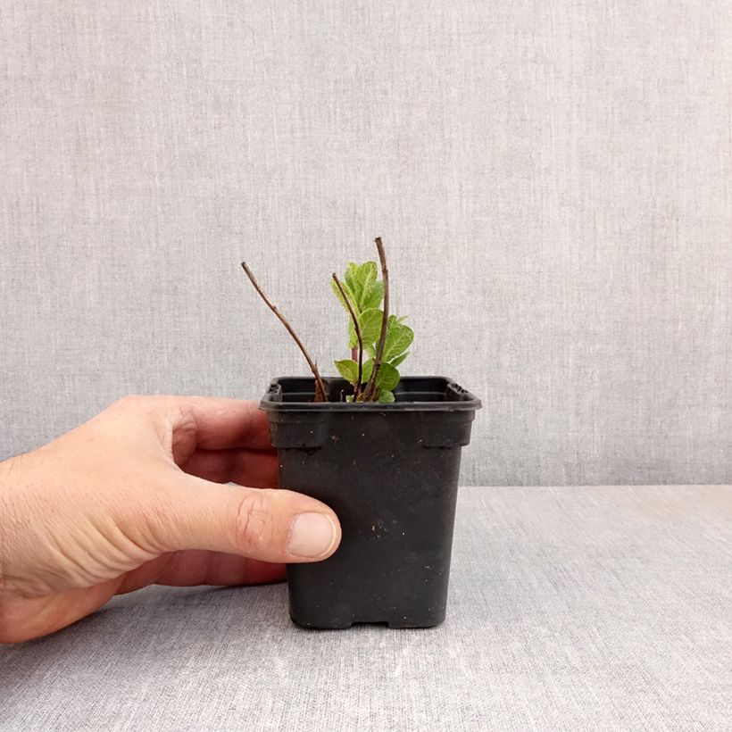 Spécimen de Menthe Tashkent - Mentha spicata BIO Godet de 8 cm tel que livré au printemps