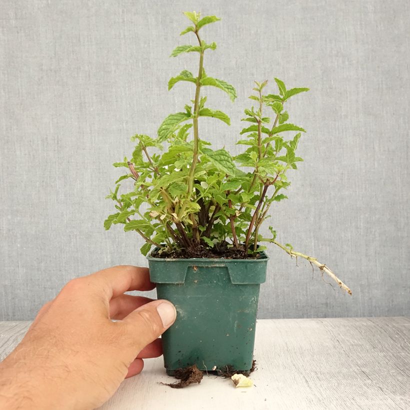 Spécimen de Menthe verte Hollywood - Mentha spicata Pot de 10 cm/11cm tel que livré en été