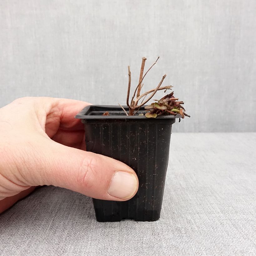 Spécimen de Menthe x  smithiana rubra BIO Godet de 8/9 cm tel que livré en hiver