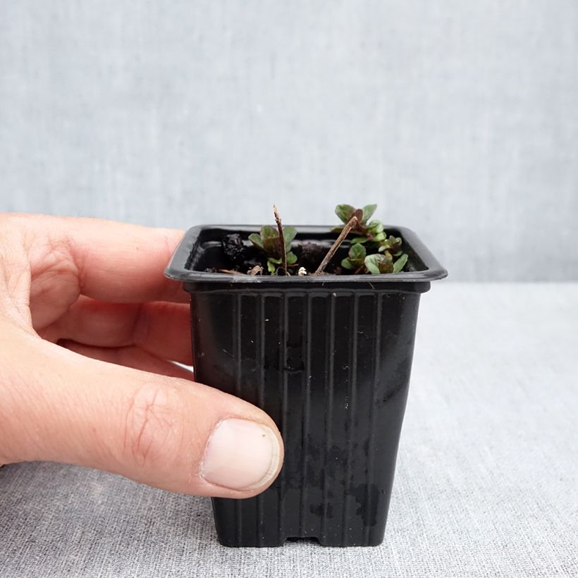 Spécimen de Menthe x  smithiana rubra BIO Godet de 8 cm tel que livré au printemps