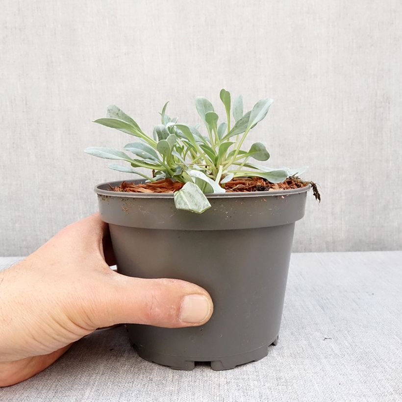 Spécimen de Mertensia maritima - Huître végétale   Pot de 1,5L/2L tel que livré au printemps