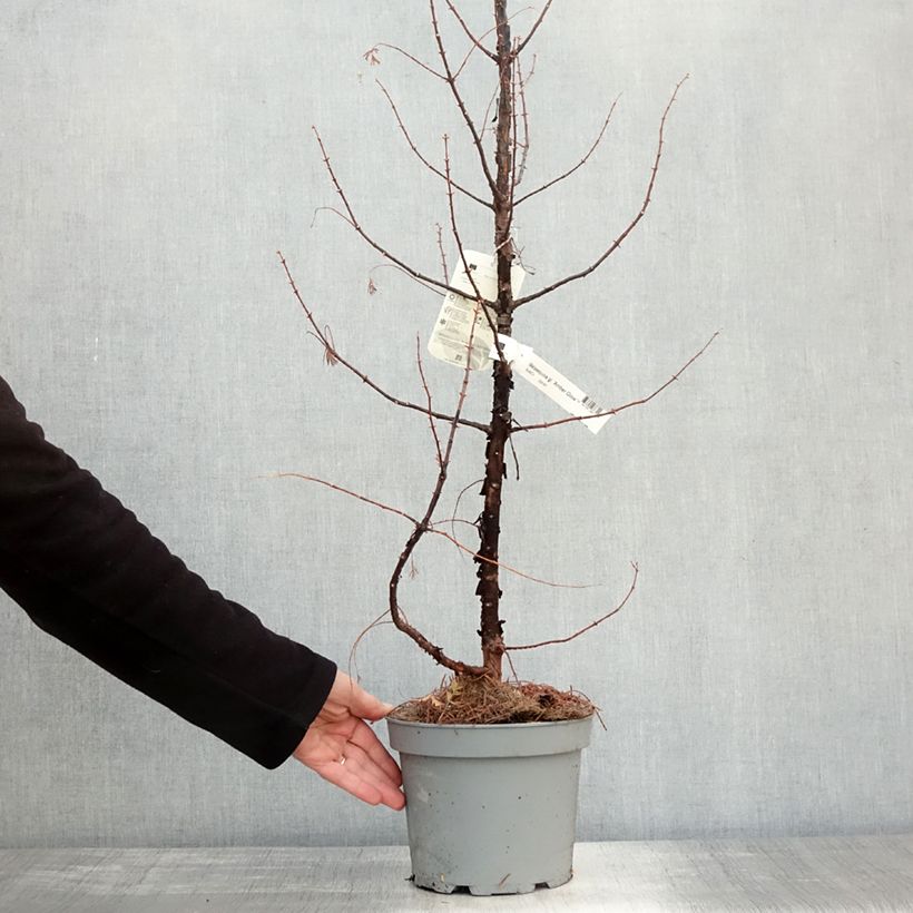 Spécimen de Metasequoia glyptostroboides Amber Glow Pot de 4L/5L tel que livré en automne