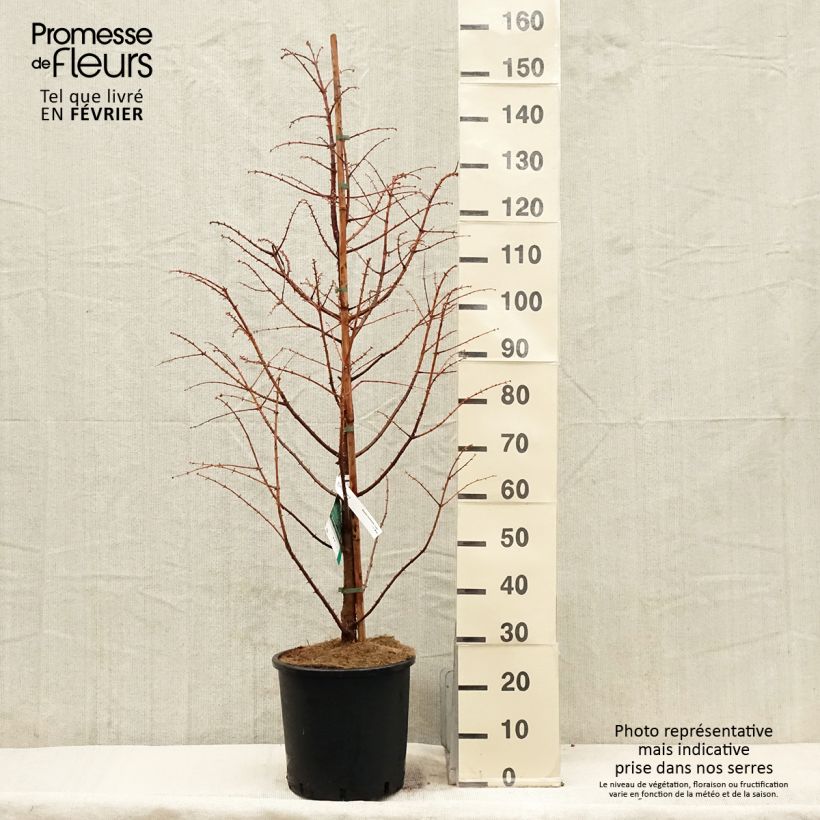 Spécimen de Metasequoia glyptostroboides Chubby Pot de 12L/15L tel que livré en hiver