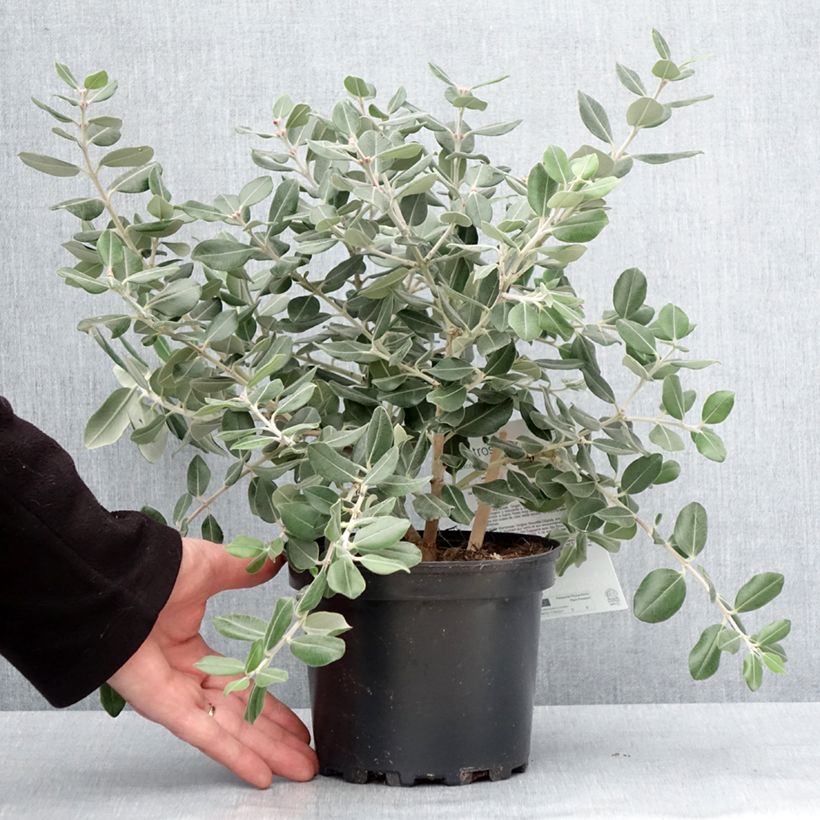 Spécimen de Metrosideros excelsa Aurea - Arbre de Noël de Nouvelle-Zélande Pot de 2L/3L tel que livré en hiver