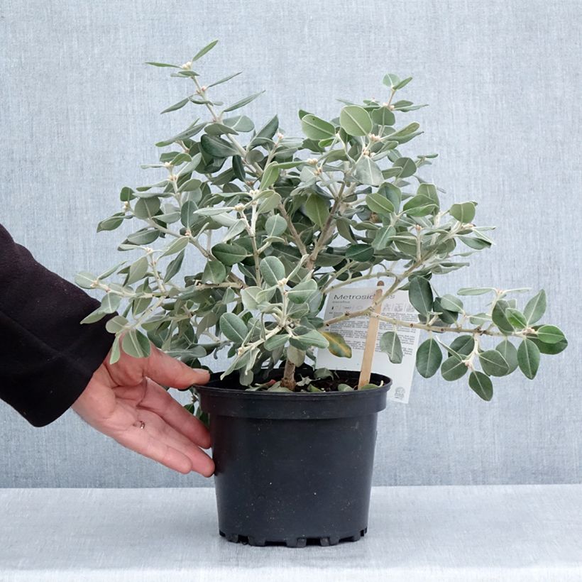 Spécimen de Metrosideros excelsa Aurea - Arbre de Noël de Nouvelle-Zélande Pot de 2L/3LHauteur livrée env. 20/25cm tel que livré au printemps