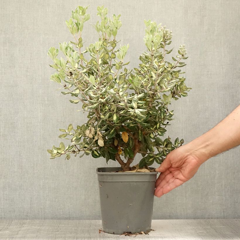 Spécimen de Metrosideros excelsa Aureomarginata ou M. kermadecensis Variegata - Arbre de Noël de Nouvelle-Zélande Pot de 4L/5L tel que livré en été