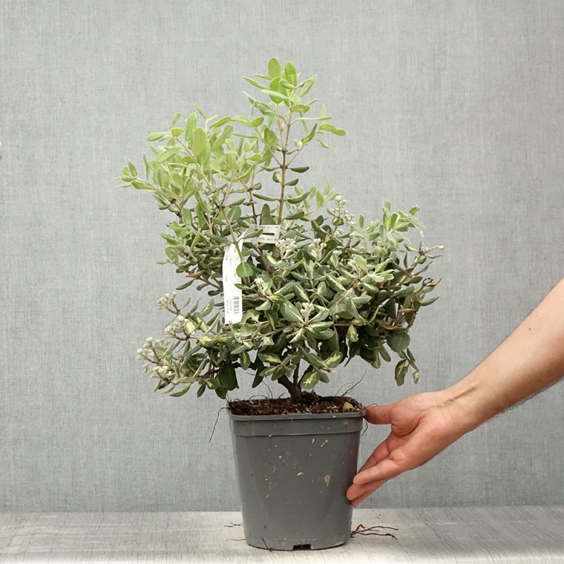 Spécimen de Metrosideros excelsa Aureomarginata ou M. kermadecensis Variegata - Arbre de Noël de Nouvelle-Zélande - en pot de 4L/5L tel que livré au printemps