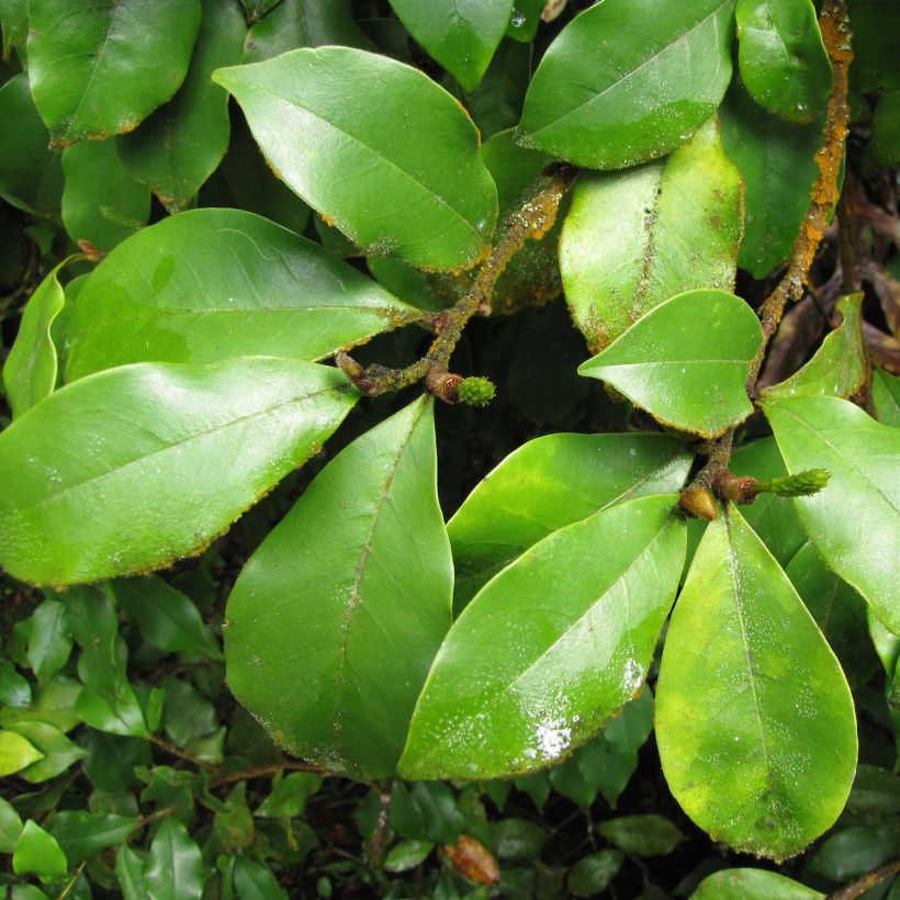 Michelia figo (Feuillage)