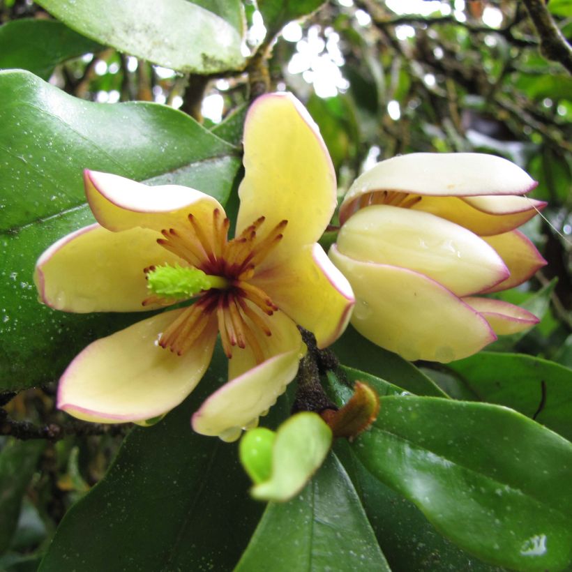 Michelia figo (Floraison)