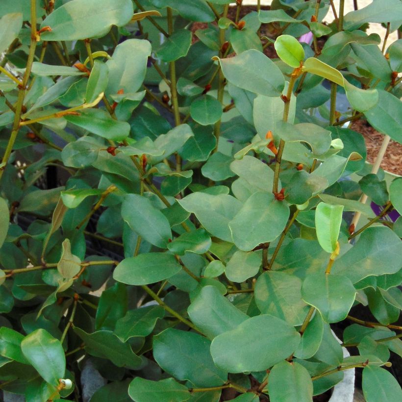 Michelia yunnanensis Gail's Favorite (Feuillage)