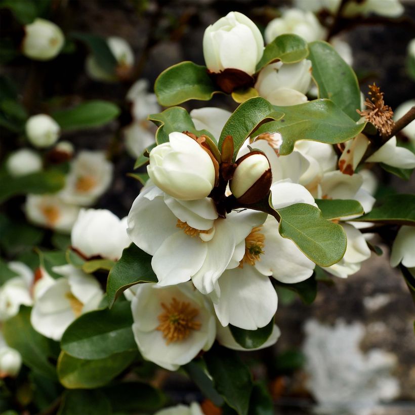 Michelia yunnanensis Gail's Favorite (Floraison)