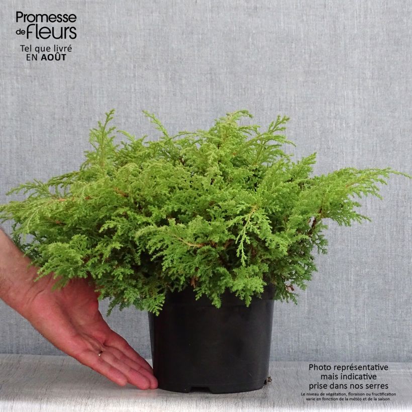 Spécimen de Cyprès de Sibérie - Microbiota decussata Fuzzball  Pot de 2L/3L tel que livré en été