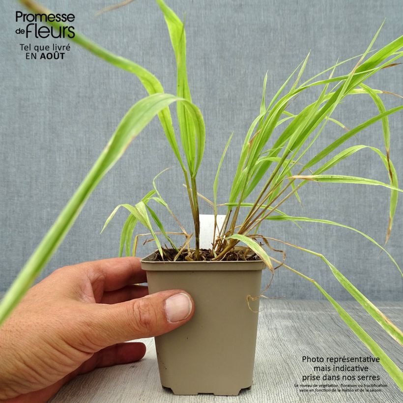 Spécimen de Milium effusum Aureum Godet de 8/9 cm tel que livré en été