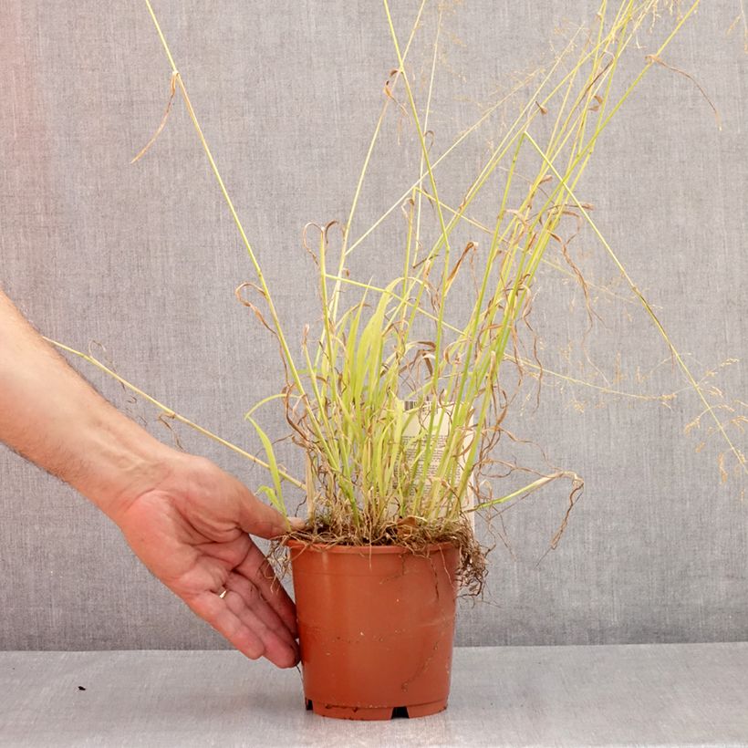 Spécimen de Milium effusum Aureum Pot de 1L/1,5L tel que livré en été