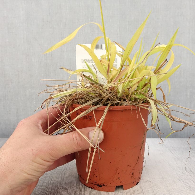 Spécimen de Milium effusum Aureum - Pot de 1L/1,5L tel que livré au printemps