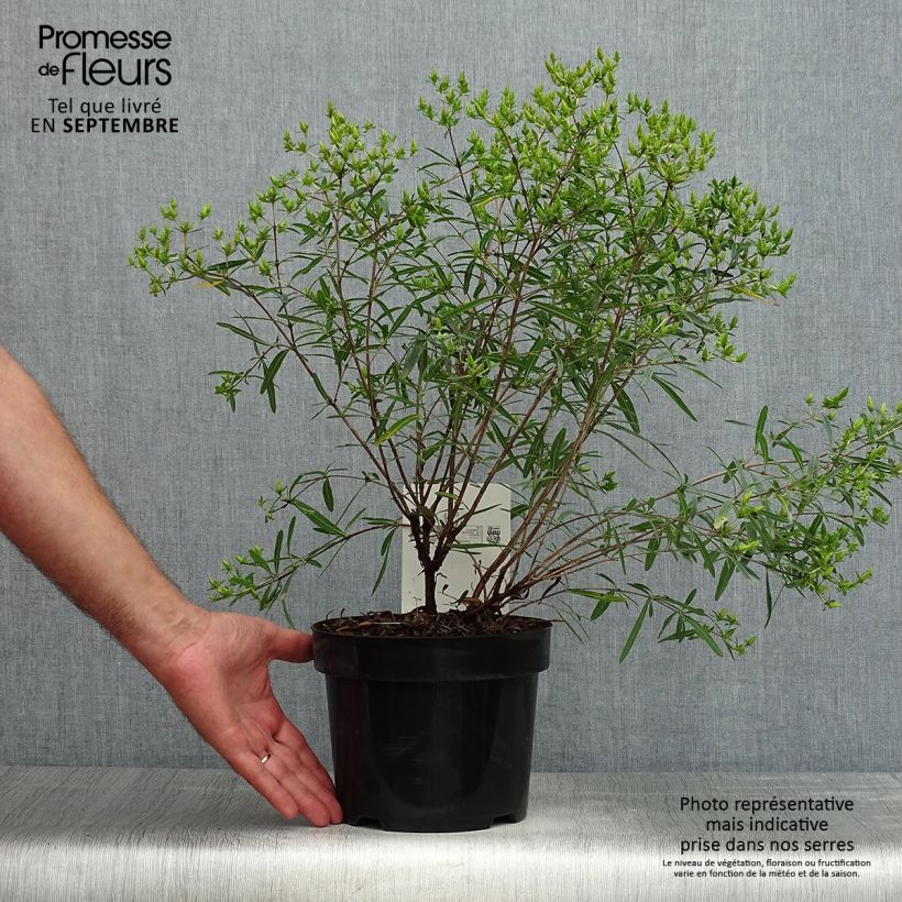 Spécimen de Millepertuis de kalmian - Hypericum kalmianum Gemo Pot de 3L/4L tel que livré en été