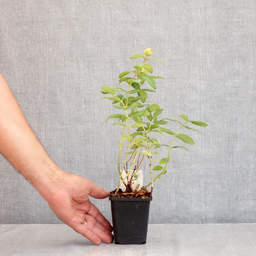 Spécimen de Millepertuis - Hypericum calycinum Godet de 7/8 cm tel que livré en été