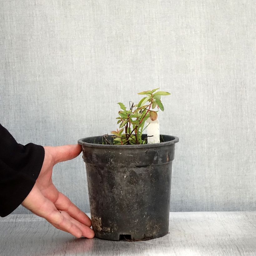 Spécimen de Millepertuis - Hypericum calycinum Pot de 2L/3L tel que livré en automne
