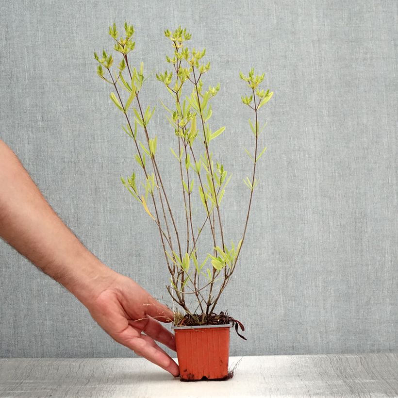 Spécimen de Millepertuis - Hypericum densiflorum Buttercup Godet de 8/9 cm tel que livré en été