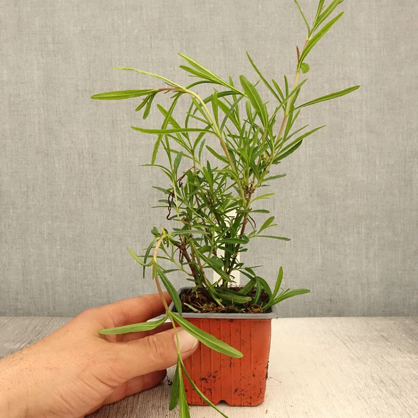 Spécimen de Millepertuis - Hypericum densiflorum Buttercup - Godet de 8/9 cm tel que livré au printemps