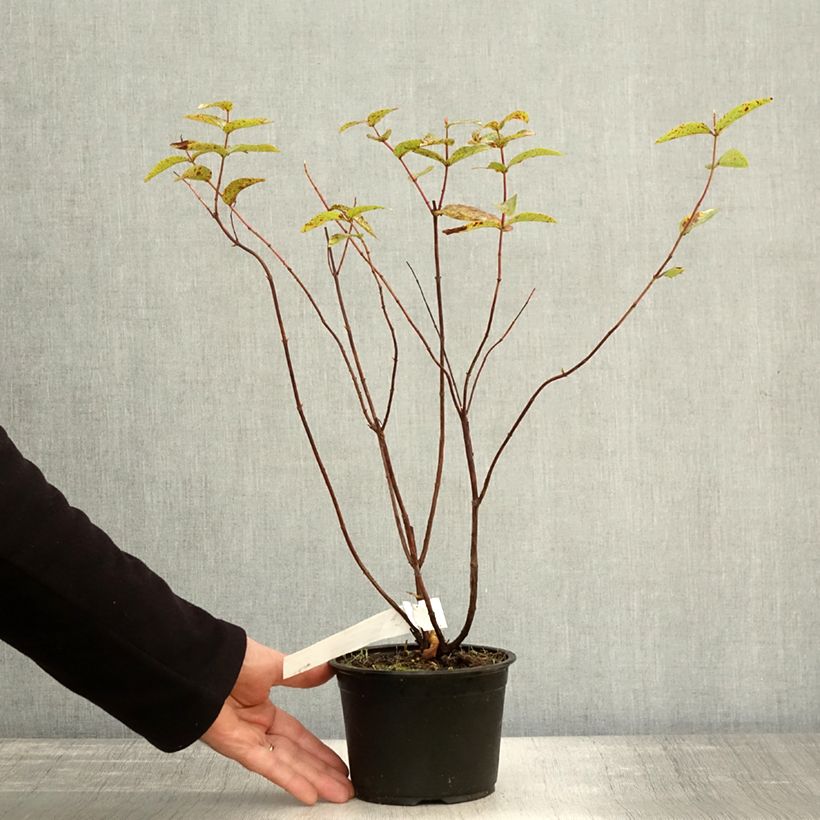 Spécimen de Millepertuis - Hypericum inodorum Elstead Pot de 1,5L/2L tel que livré en automne