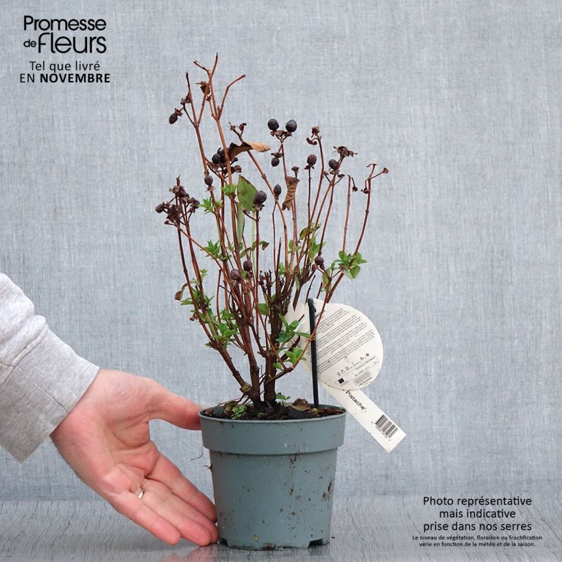 Spécimen de Millepertuis - Hypericum inodorum Miracle Pistache Pot de 2L/3L tel que livré en automne