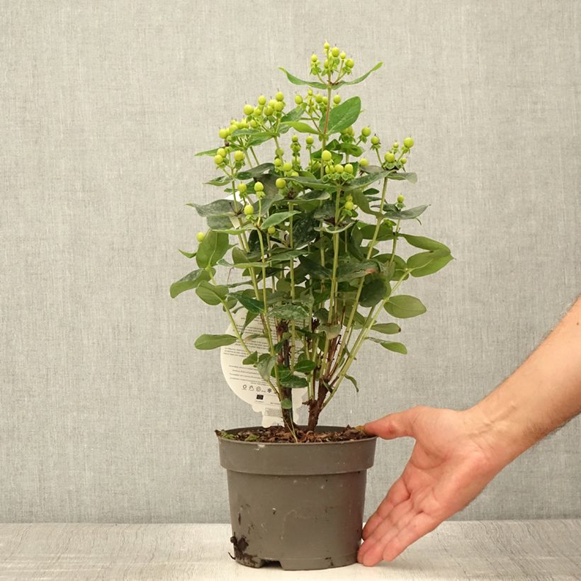 Spécimen de Millepertuis - Hypericum inodorum Miracle Pistache Pot de 12 cm / 13 cm tel que livré en été
