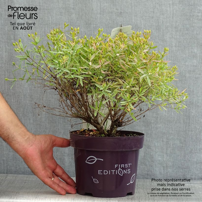 Spécimen de Millepertuis - Hypericum kalmianum Cobalt-n-Gold Pot de 2L/3L tel que livré en été