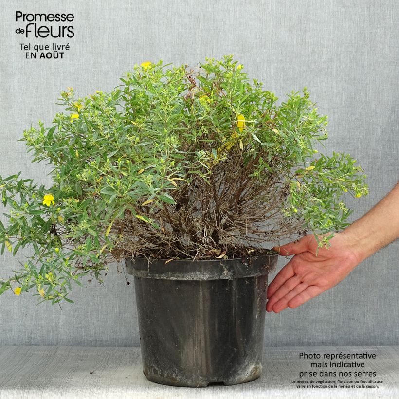 Spécimen de Millepertuis - Hypericum kalmianum Cobalt-n-Gold Pot de 7,5L/10L tel que livré en été